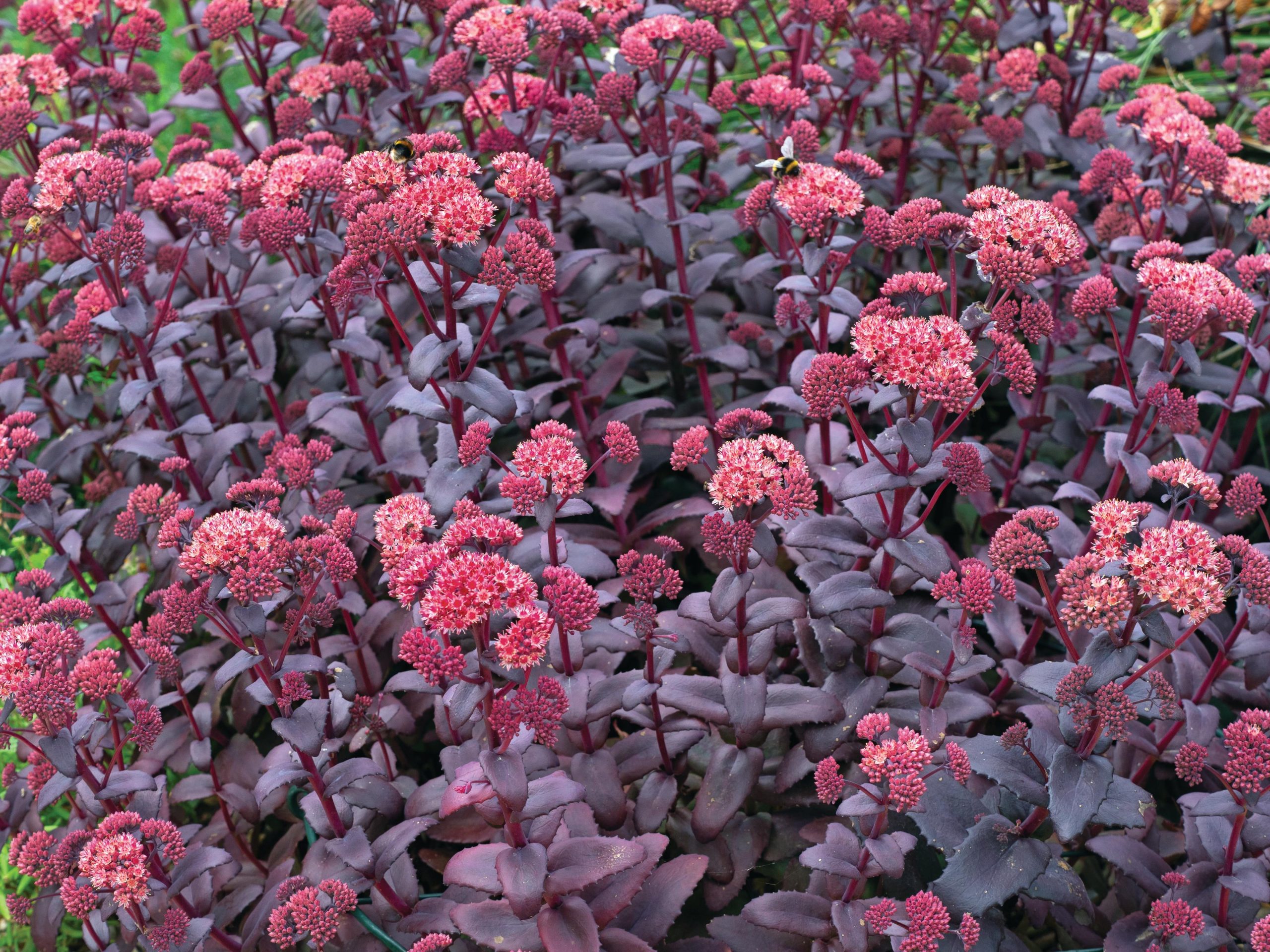 Purple flowers