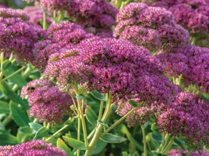 Hylotelephium x mottramianum ‘Herbstfreude’ Purple flowers