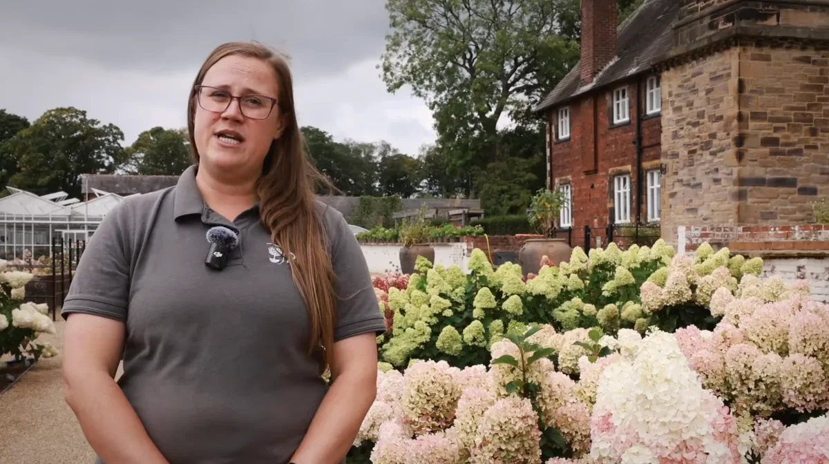 RHS's Hannah Lomas on how to prune hydrangea paniculata RHS's Hannah Lomas on how to prune hydrangea paniculata