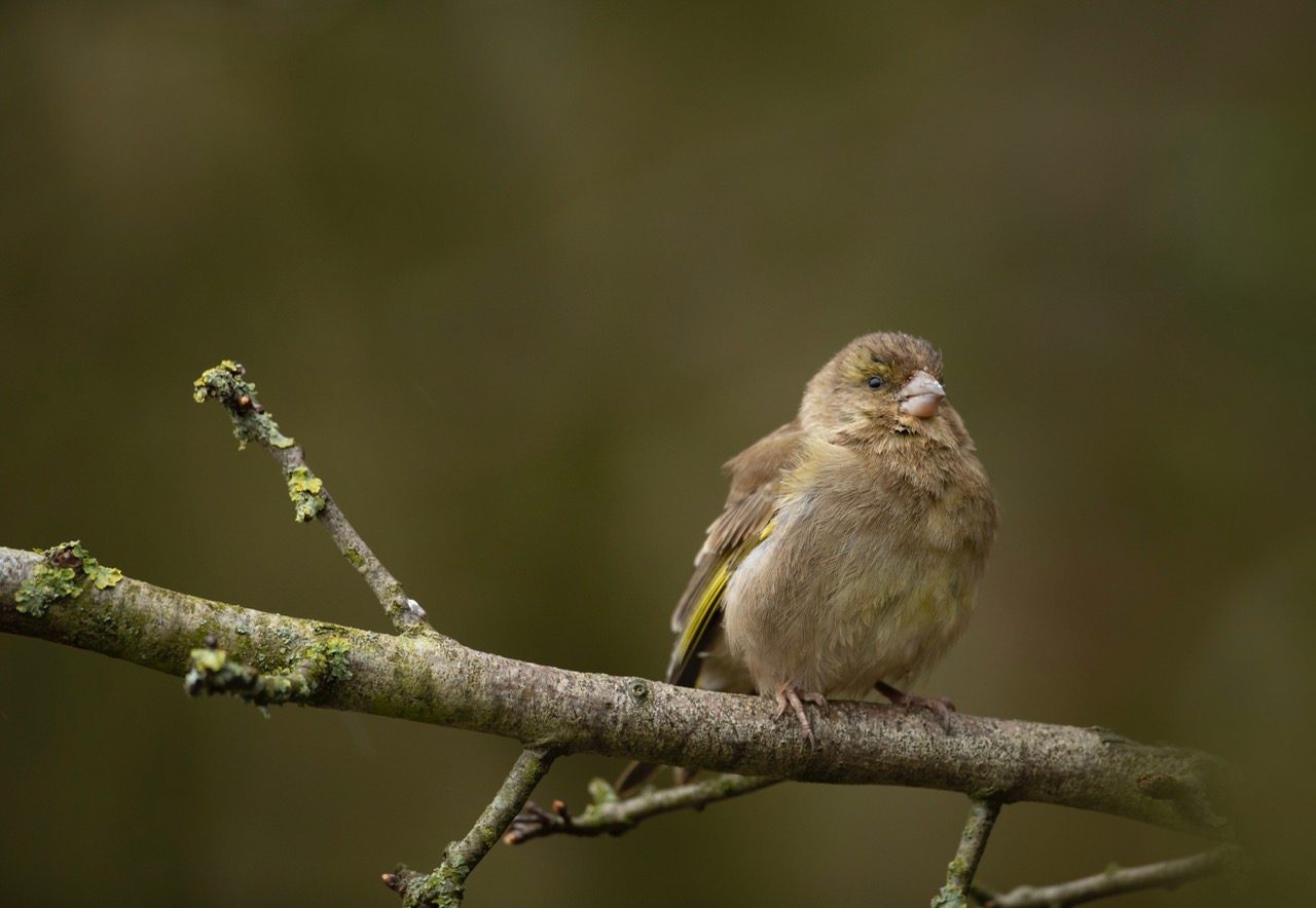 Greenfinch Chloris chloris, adult female perched in tree fluffed up and showing the clear signs of trichomonosis