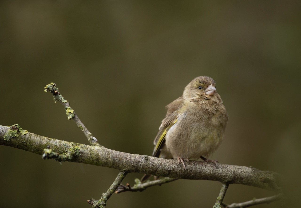 Greenfinch Chloris chloris, adult female perched in tree fluffed up and showing the clear signs of trichomonosis