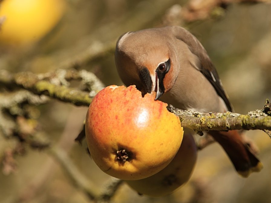 Bohemian waxwing feeding on an apple 