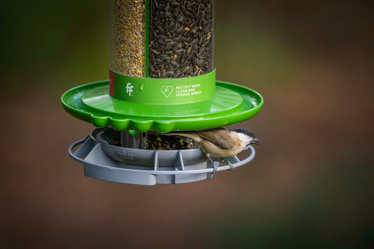 Marsh Tit on full Finches Friend Feeder