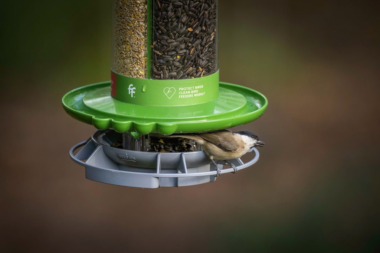 Marsh Tit on full Finches Friend Feeder