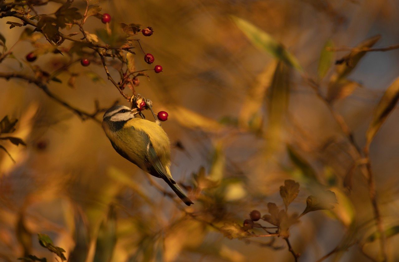 Blue tit feeding on hawthorn berries