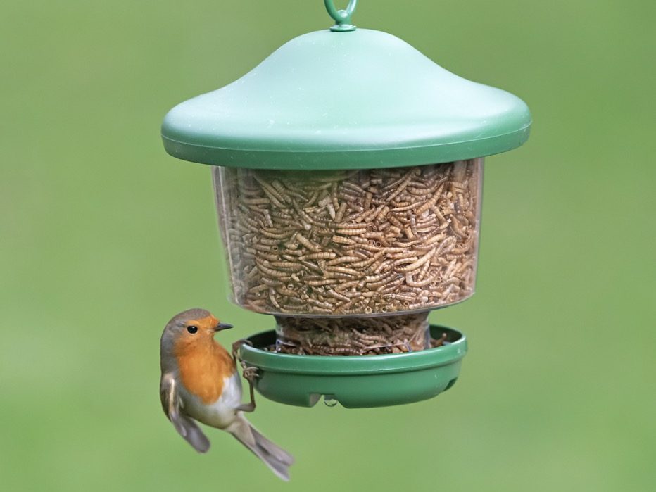 Bird feeder with dried mealworms