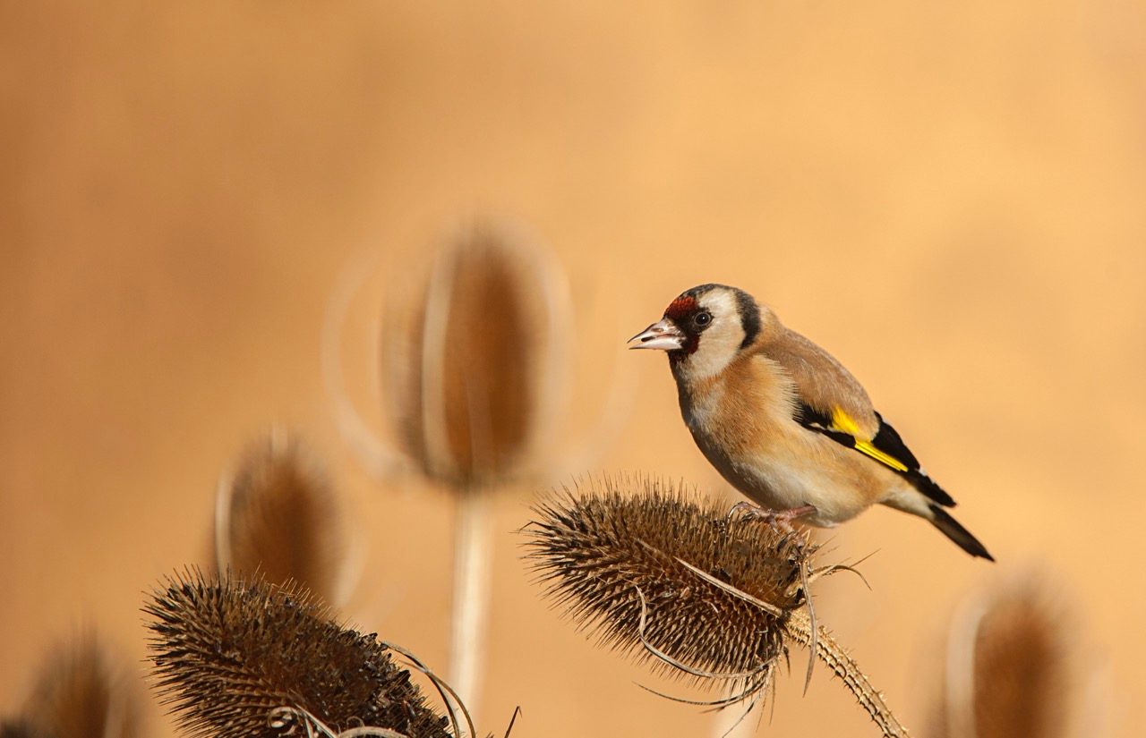European goldfinch feeding on teasles