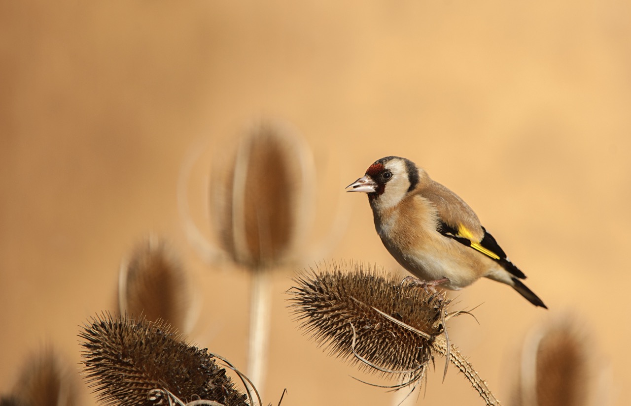 European goldfinch feeding on teasles