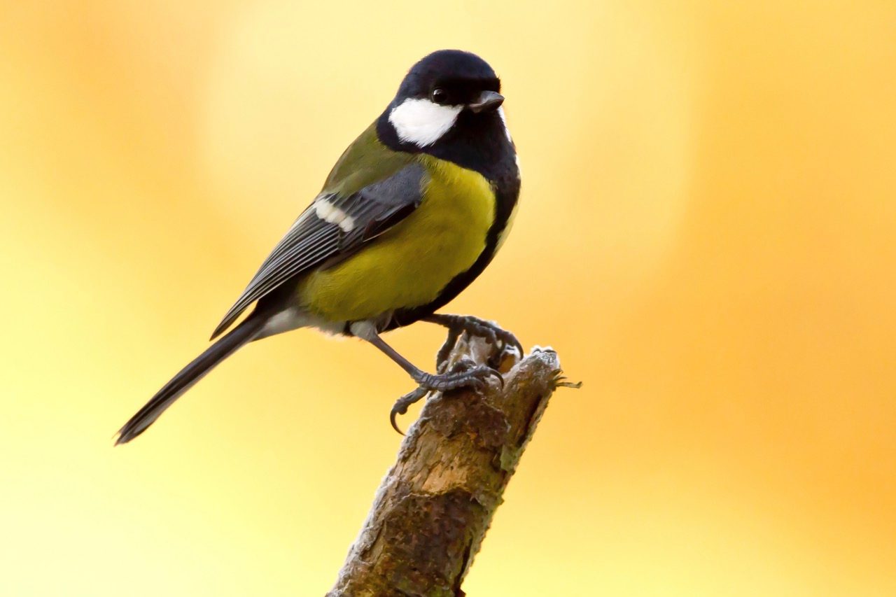 Great tit