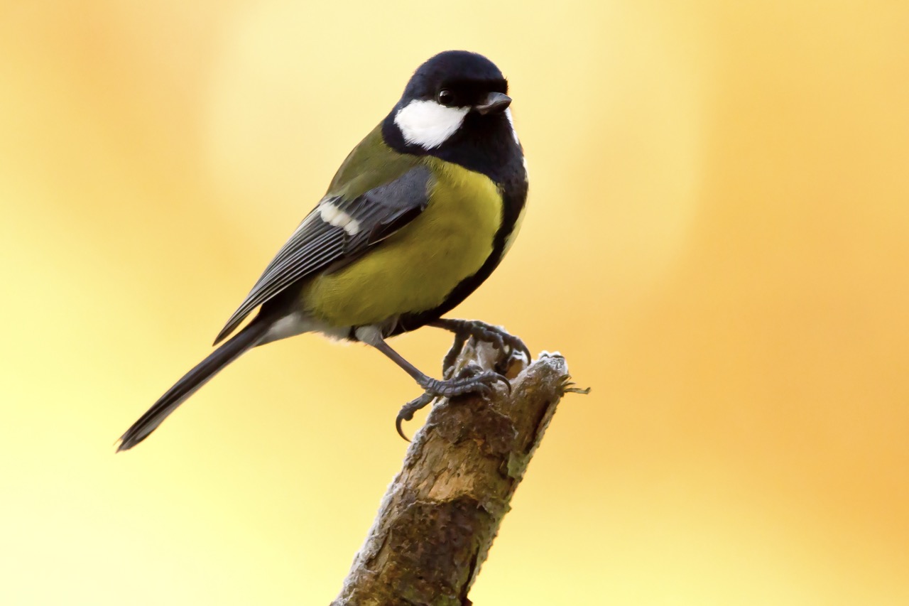 Great tit