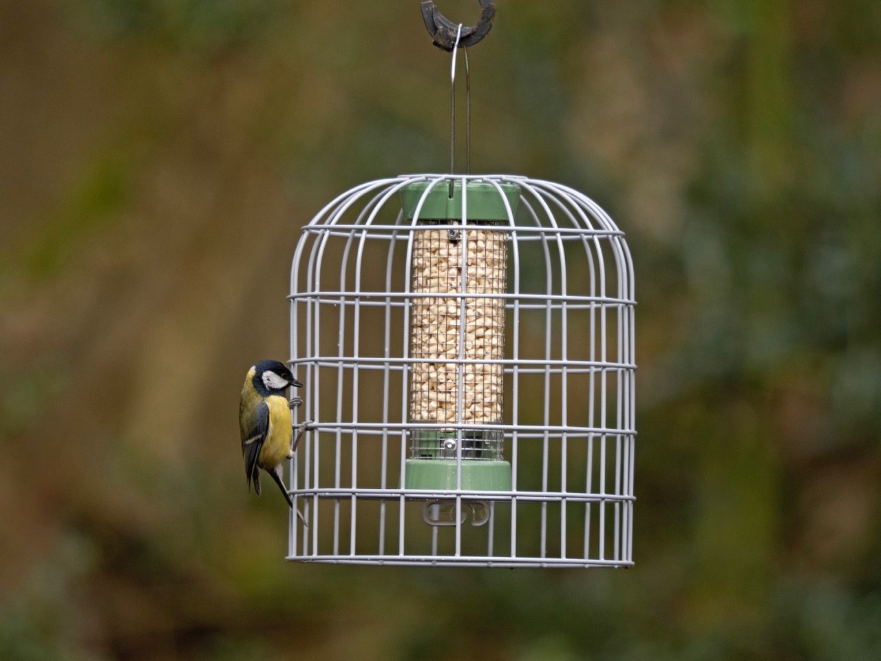 A bird feeding on a bird feeder recommended by the RSPB