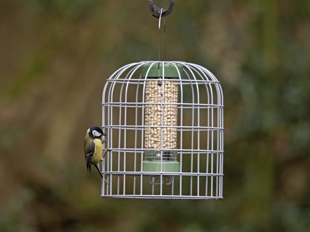 A bird feeding on a bird feeder recommended by the RSPB