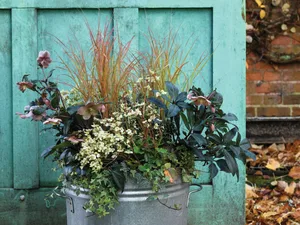 An autumn container using hellebores and euonymous from Jo Thompson An autumn container using hellebores and euonymous from Jo Thompson
