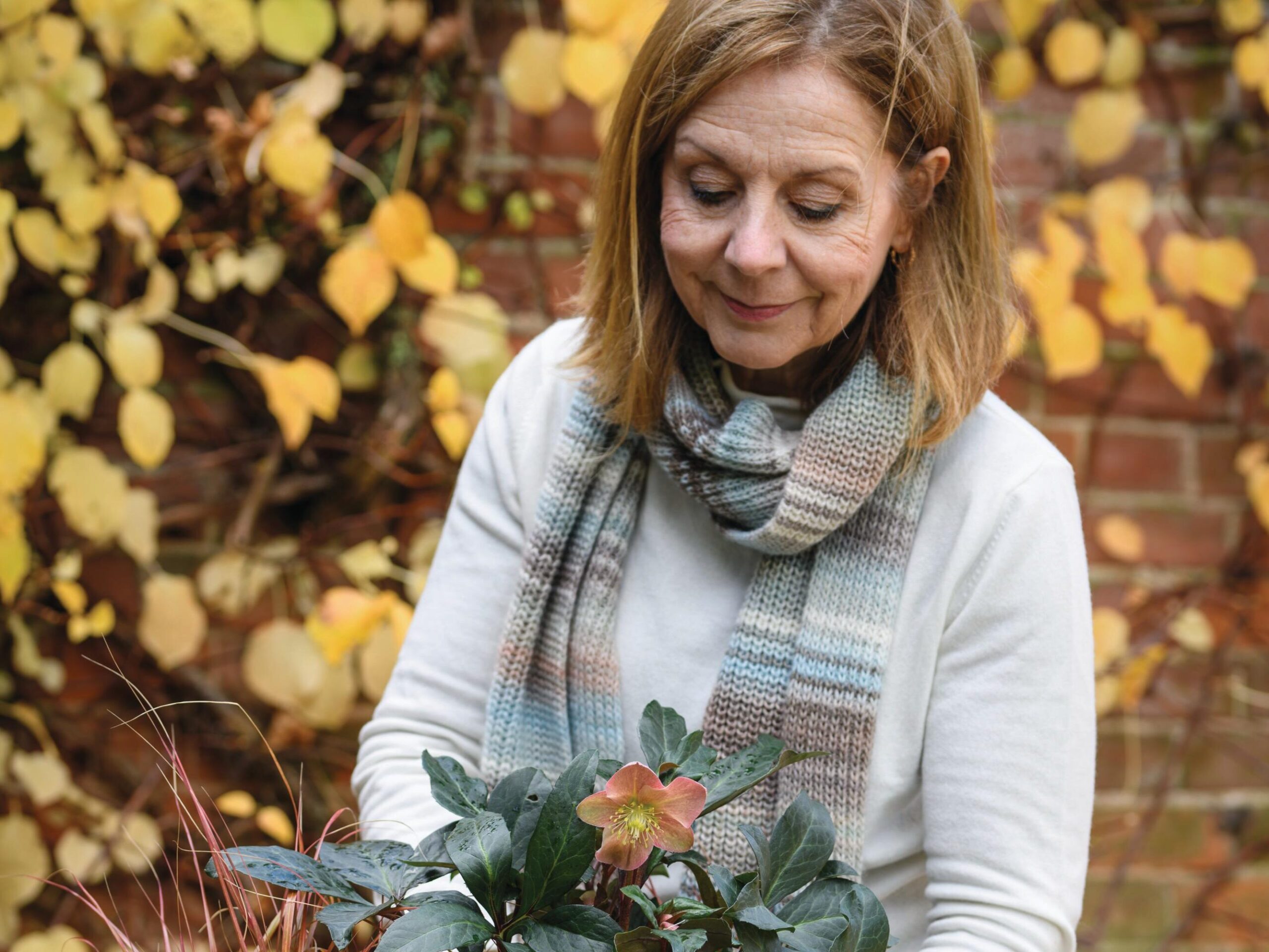 An autumn container using hellebores and euonymous from Jo Thompson