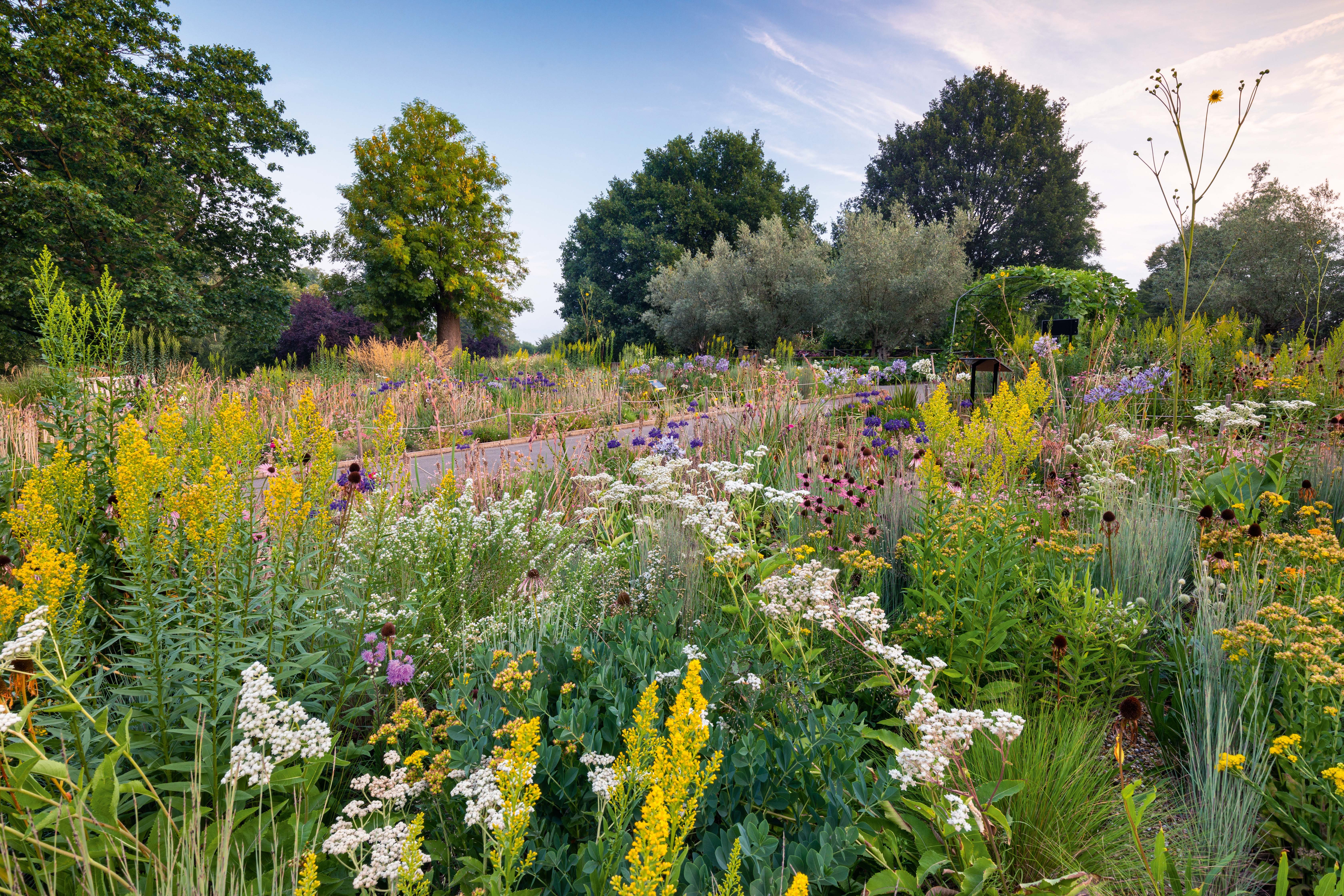 The Grasslands Garden at the Horniman Museum, London. Designed by Dr James Hitchmough