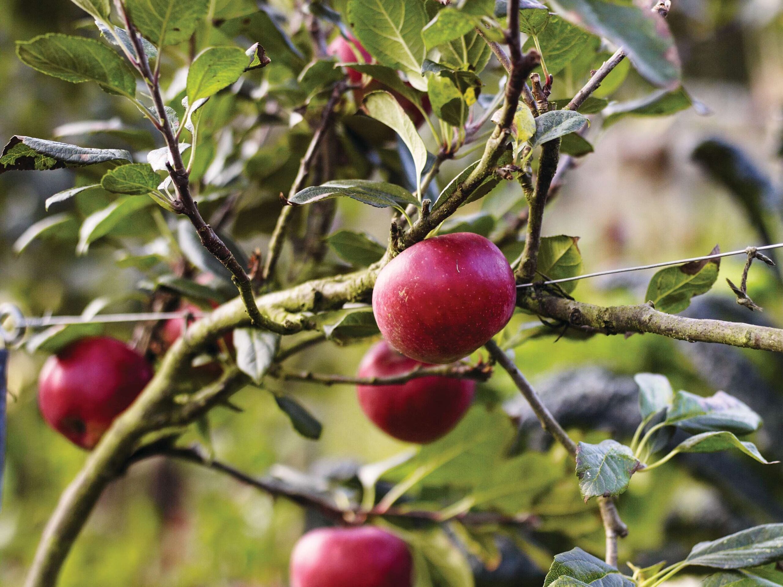 Apple harvest © Andrew Montgomery