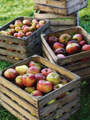 Apple harvest © Andrew Montgomery Apple harvest © Andrew Montgomery