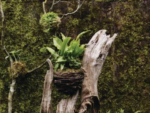 A gnarly wood stump planted up using moss and ferns for Easter A gnarly wood stump planted up using moss and ferns for Easter