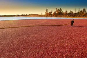 A farm worker working in a cranberry bog harvest in Wisconsin A farm worker working in a cranberry bog harvest in Wisconsin