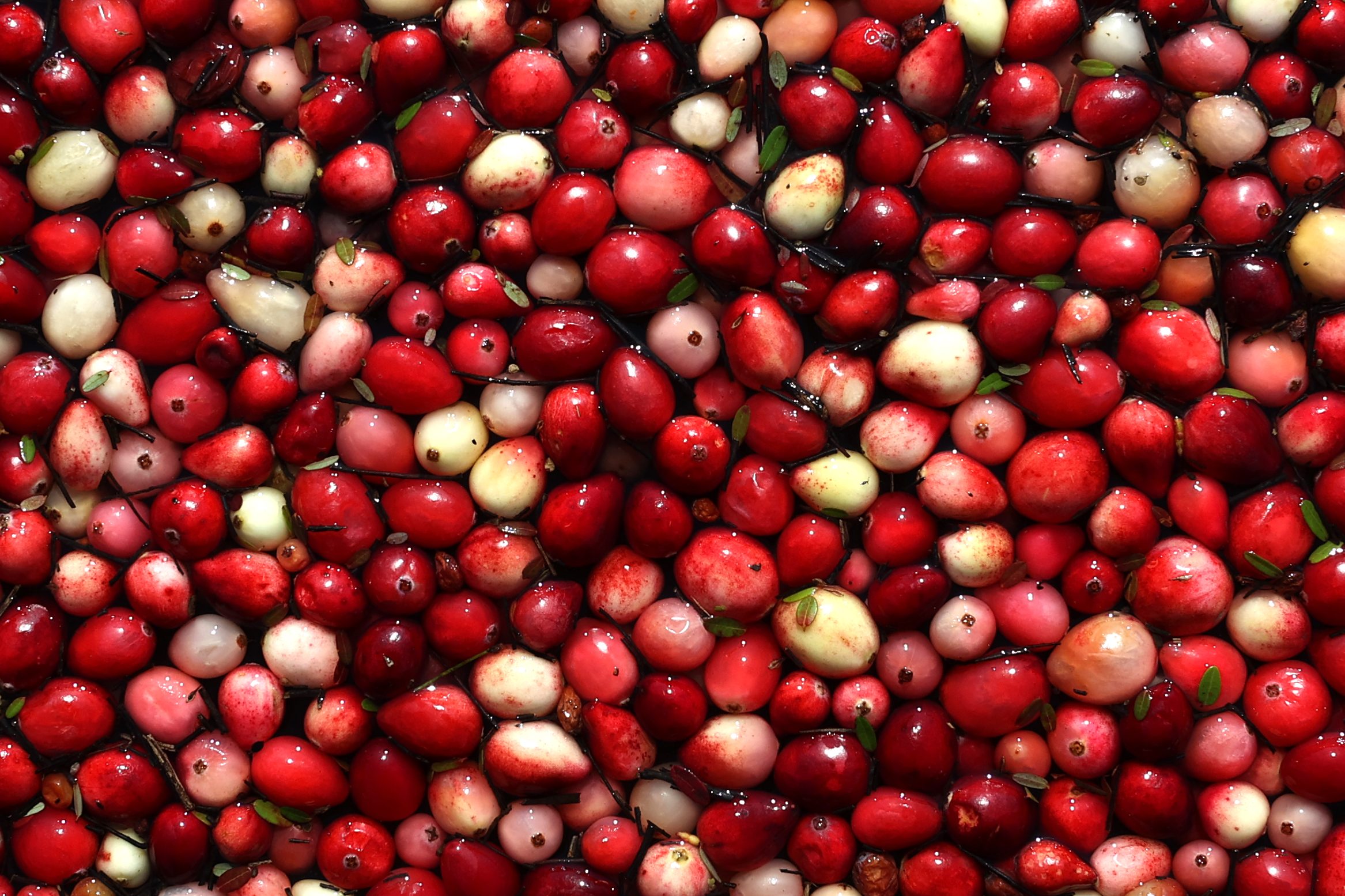 Floating cranberries are seen at Muskoka Lakes Farm and Winery in Bala