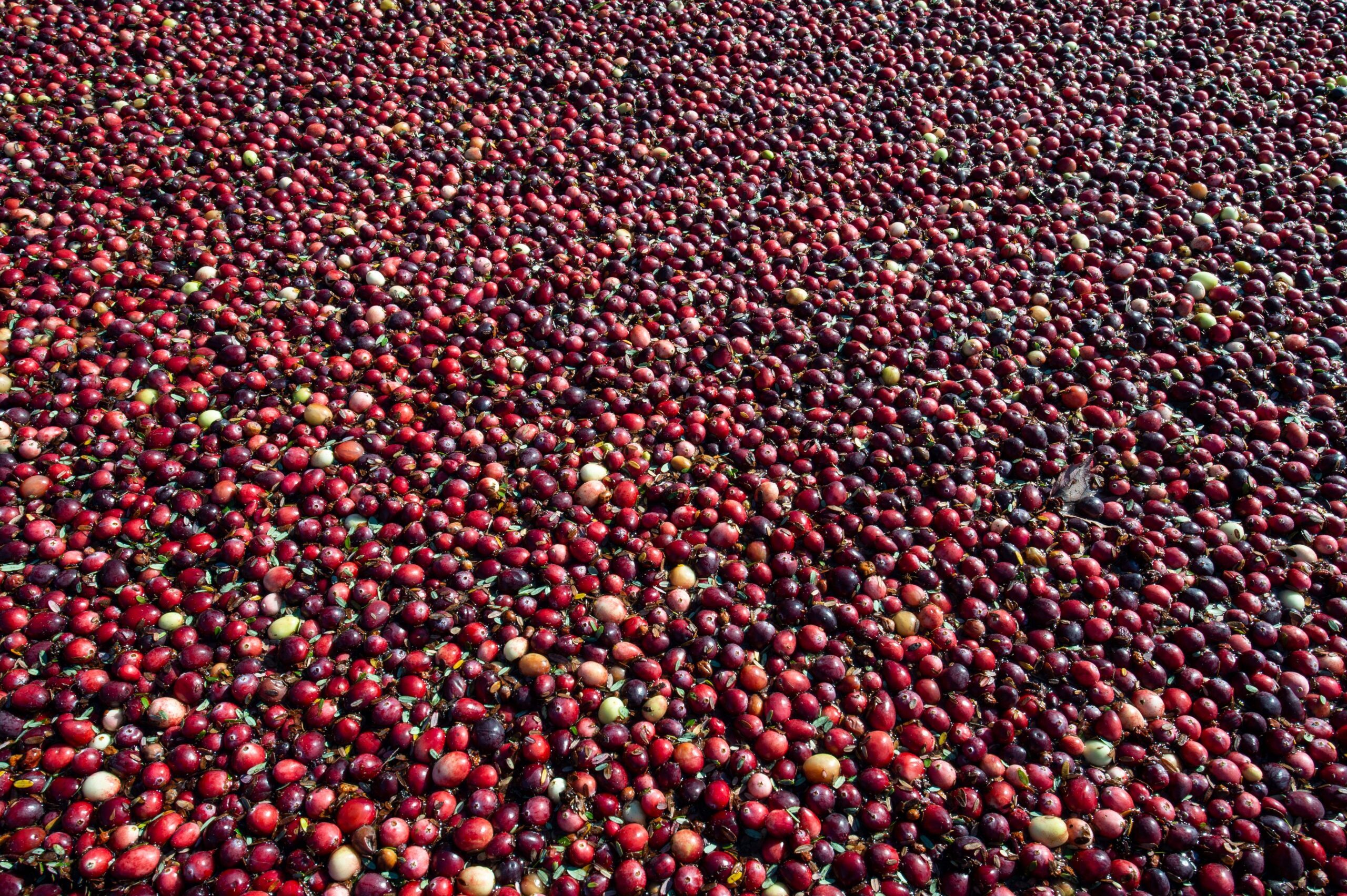 A sea of red cranberries covers the bog surface as they are harvested at Spring Rain Farm in Taunton, Massachusetts