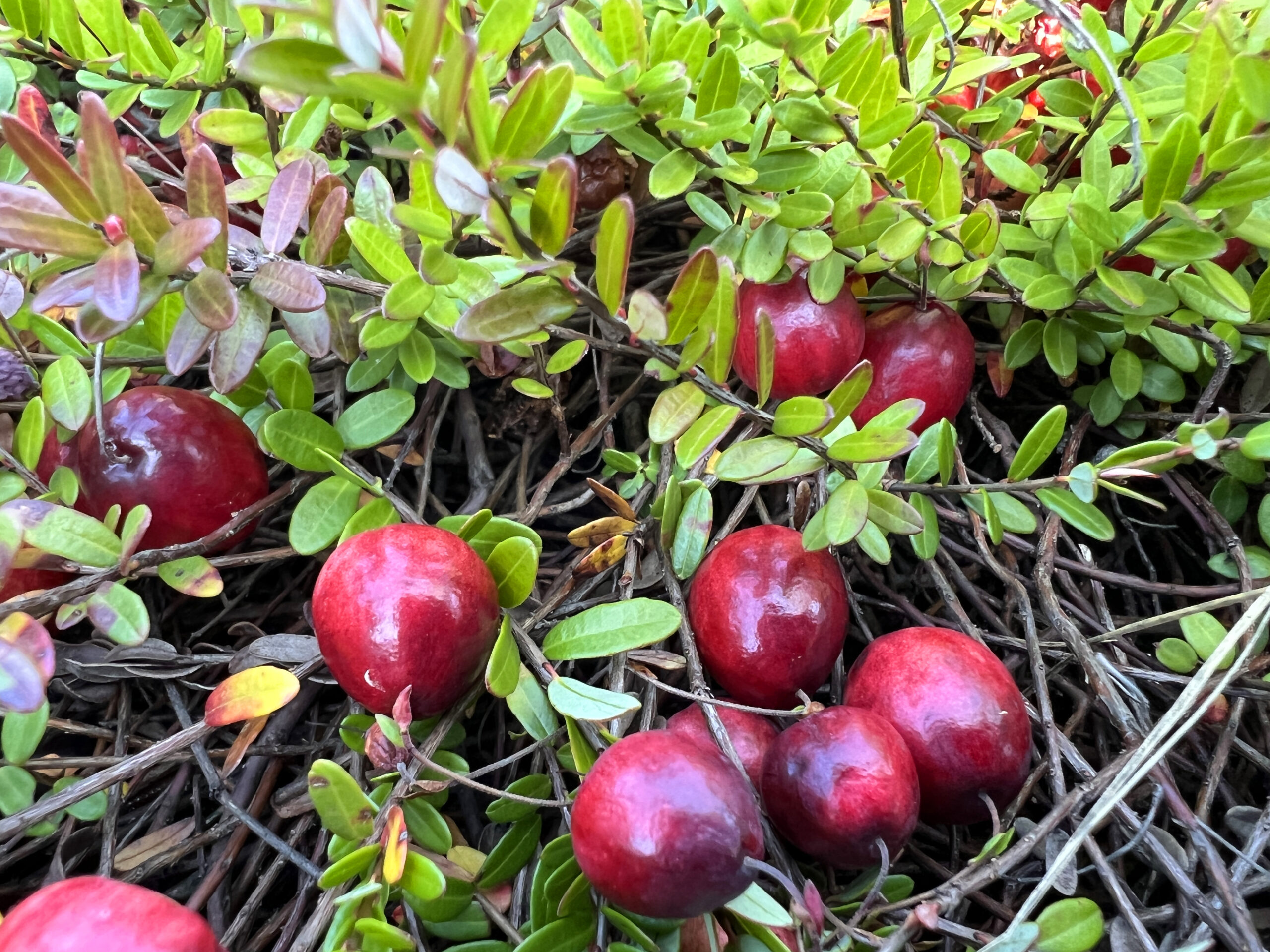 Cranberry plants growing in the Johnston's Cranberry Marsh