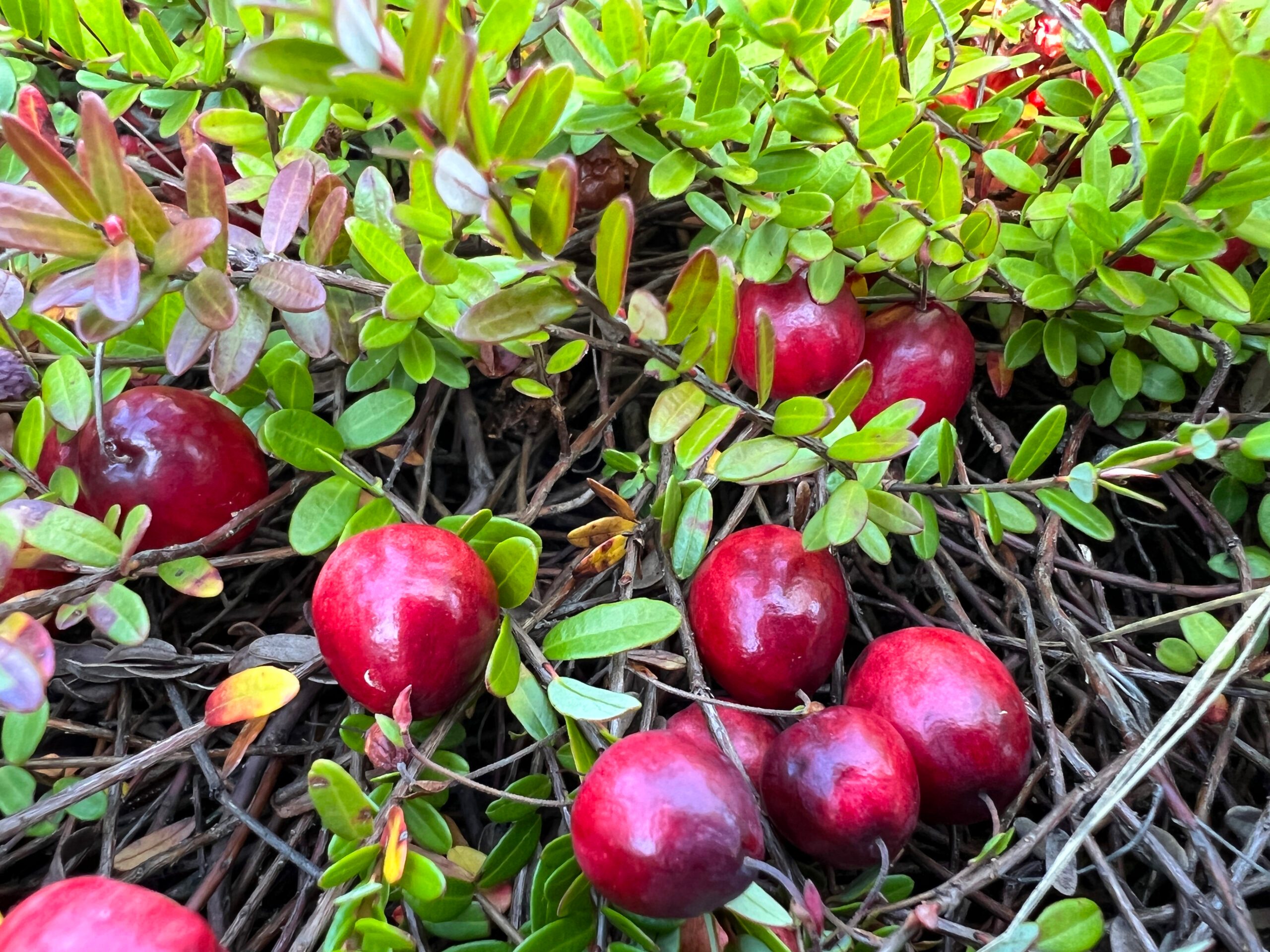 Cranberry plants growing in the Johnston's Cranberry Marsh