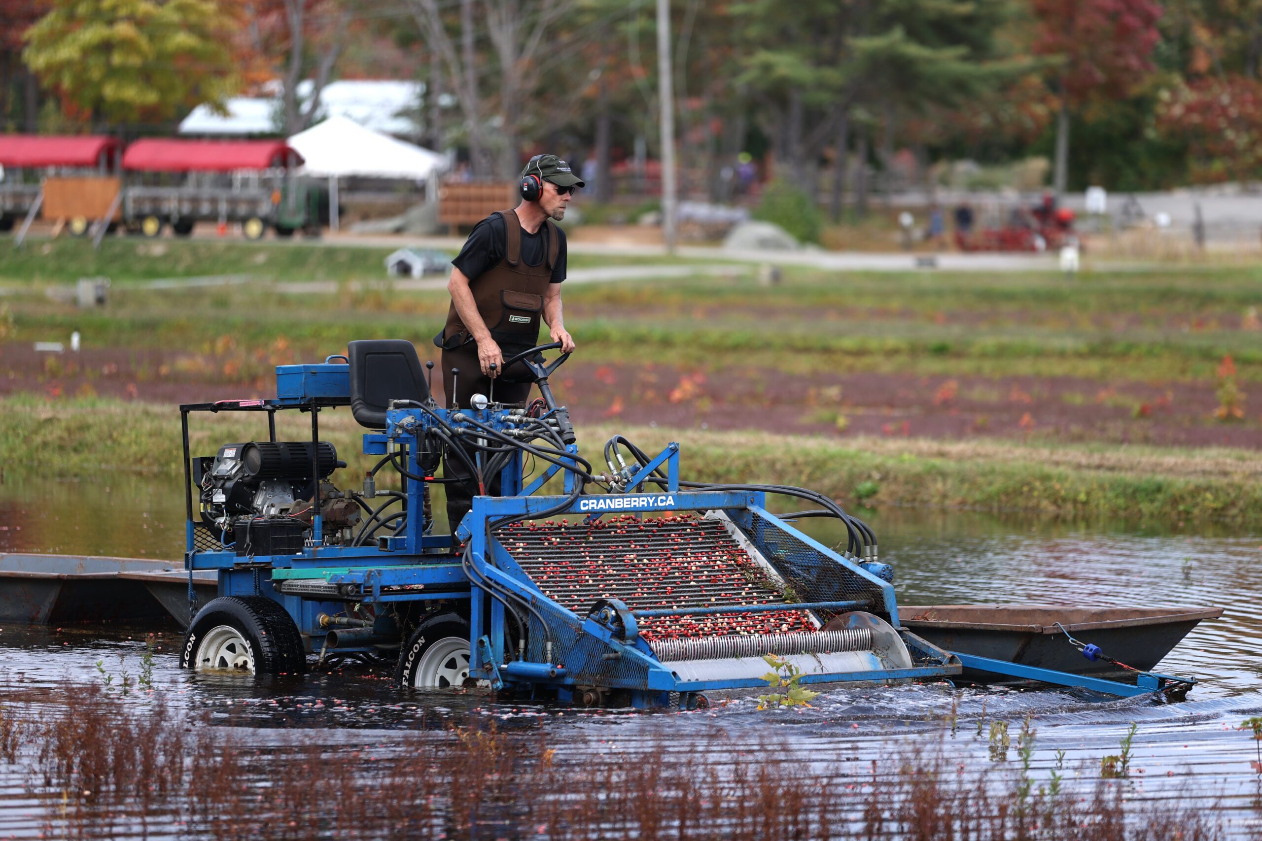 Cranberry harvest Season in Canada