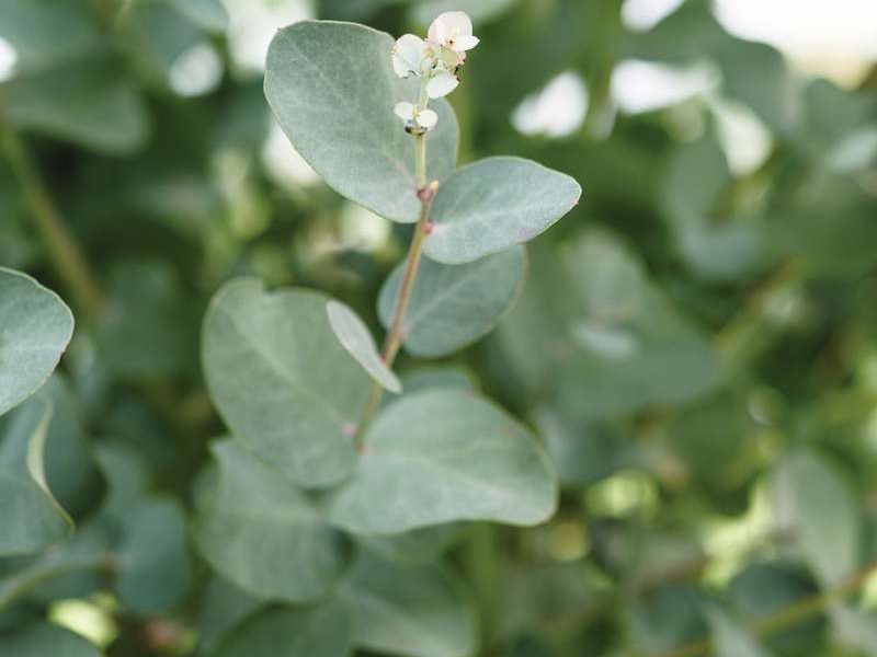 A Eucalyptus tree, silver-green leaves with small white flower