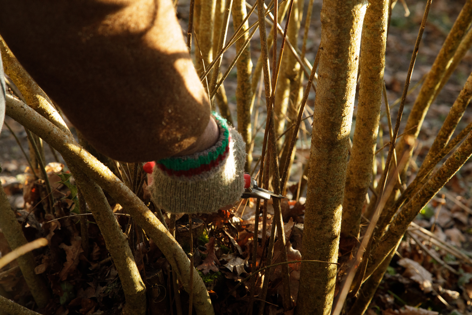 Cutting back plants at Sissinghurst