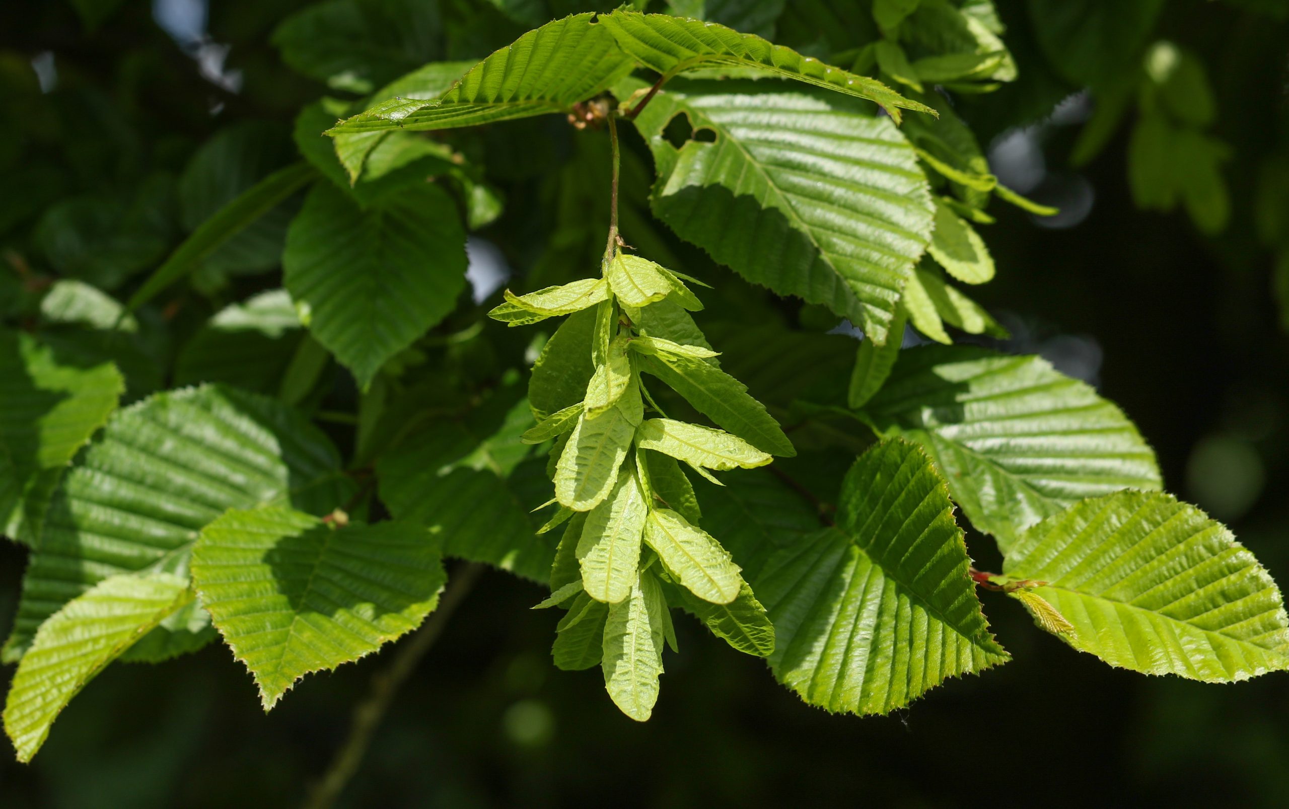 A branch of a Hornbeam Tree