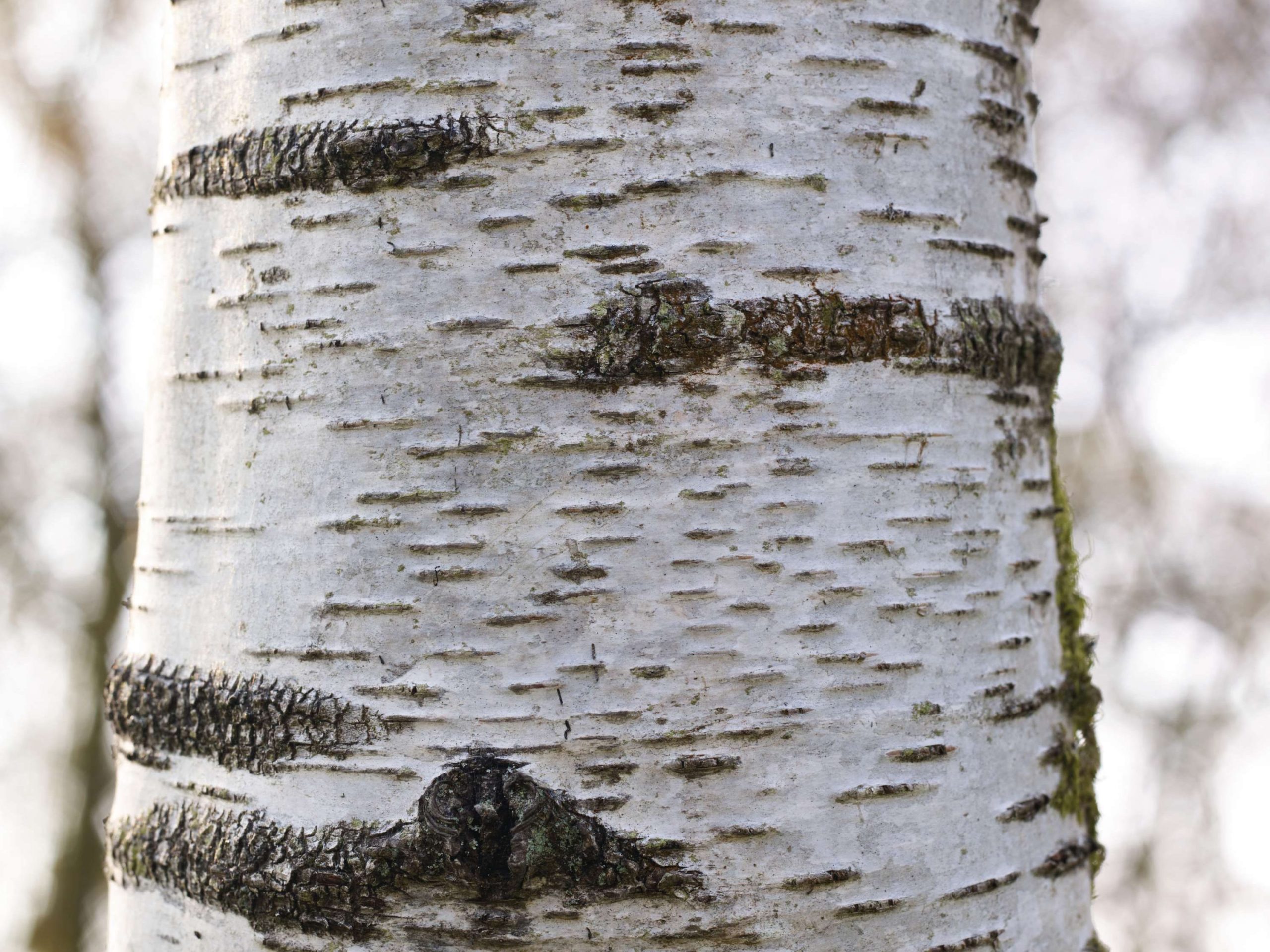Silver birch