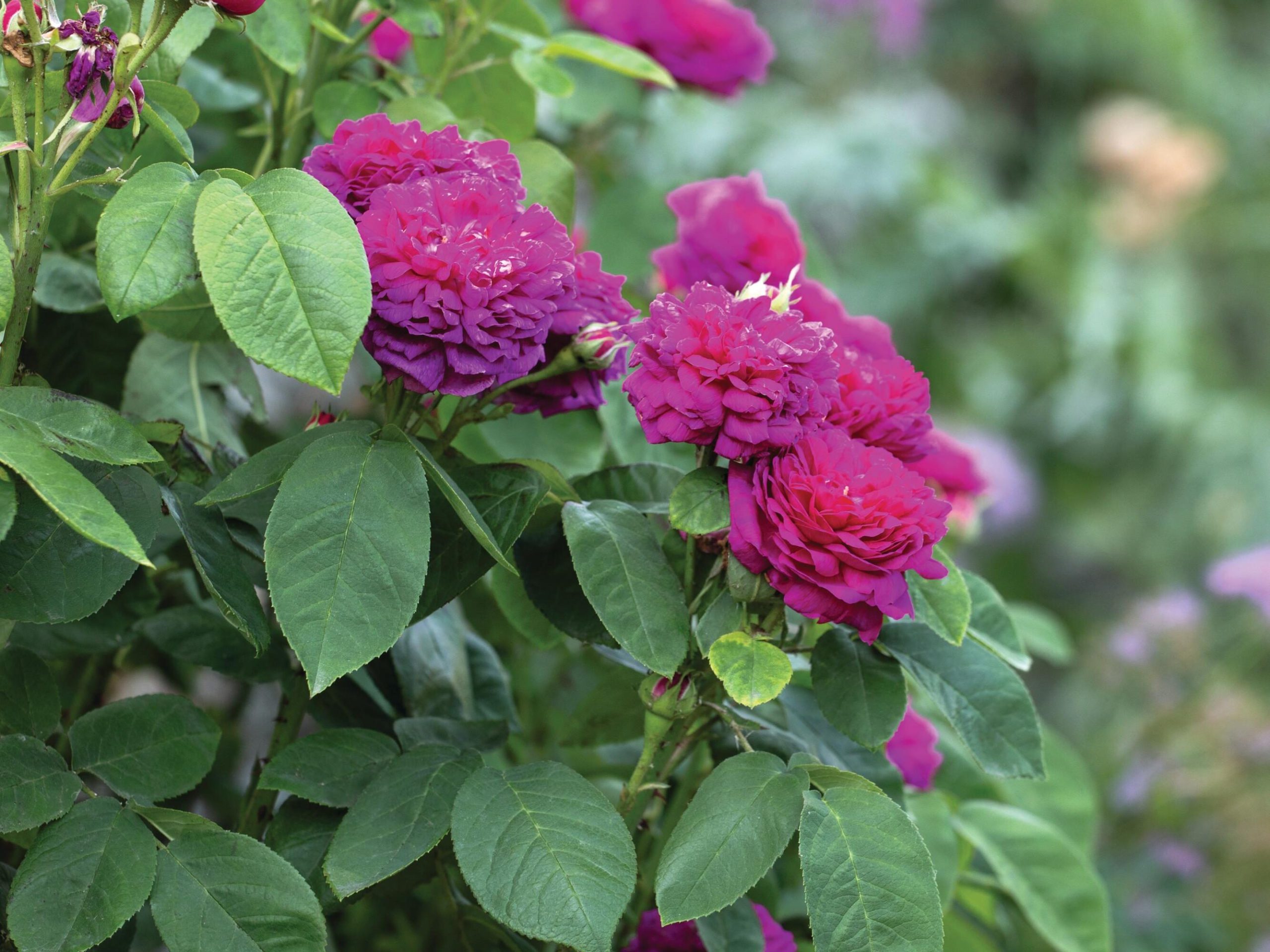 Roses