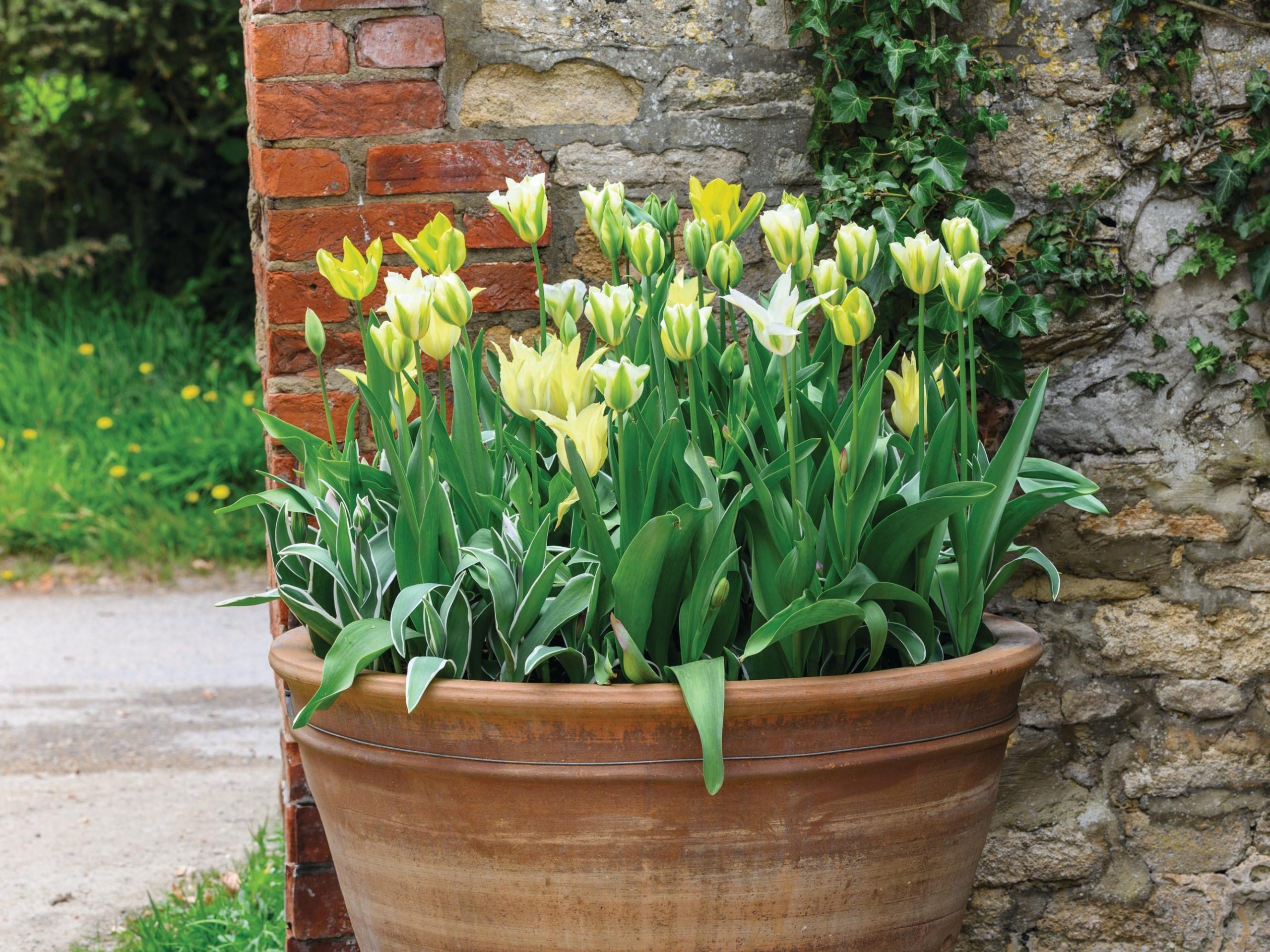 Plant pot
