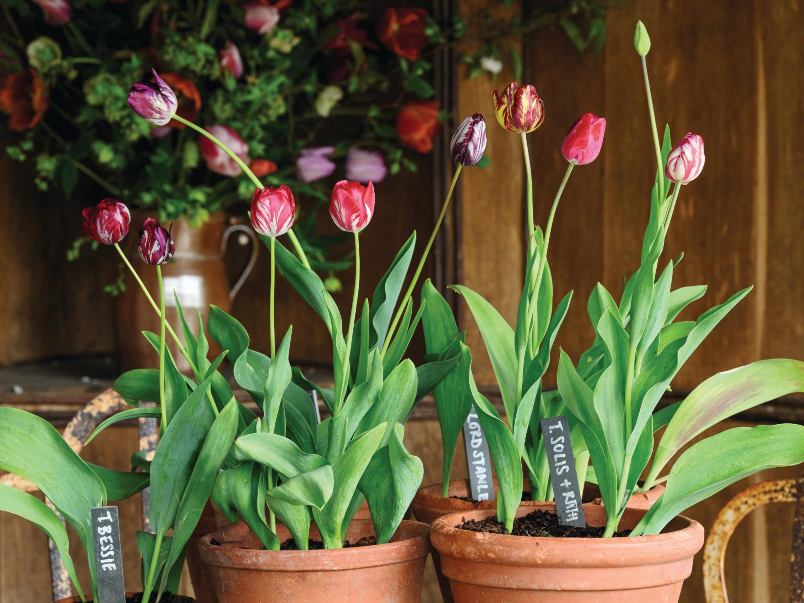 Plants in pots