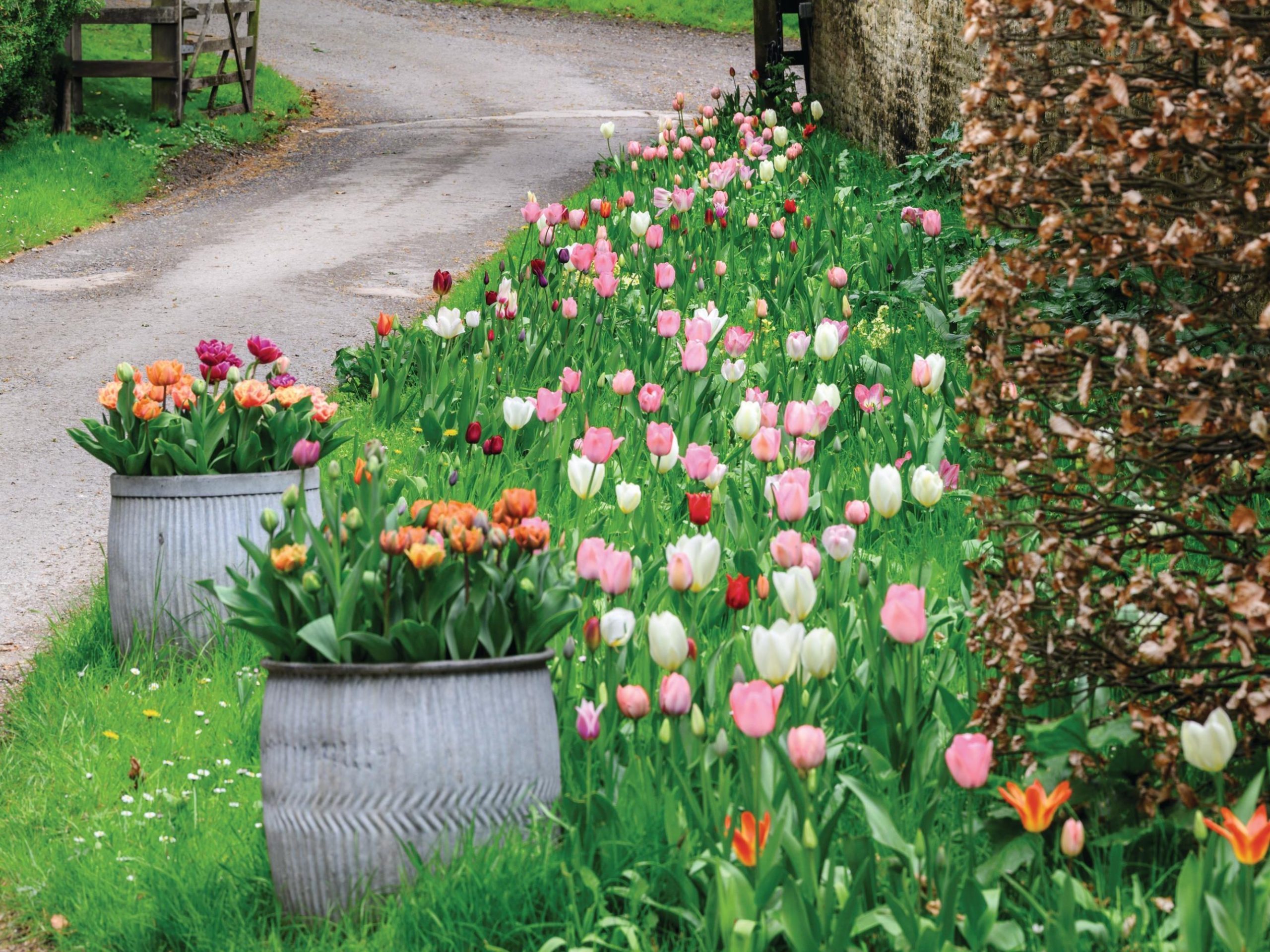Tulips growing along driveway