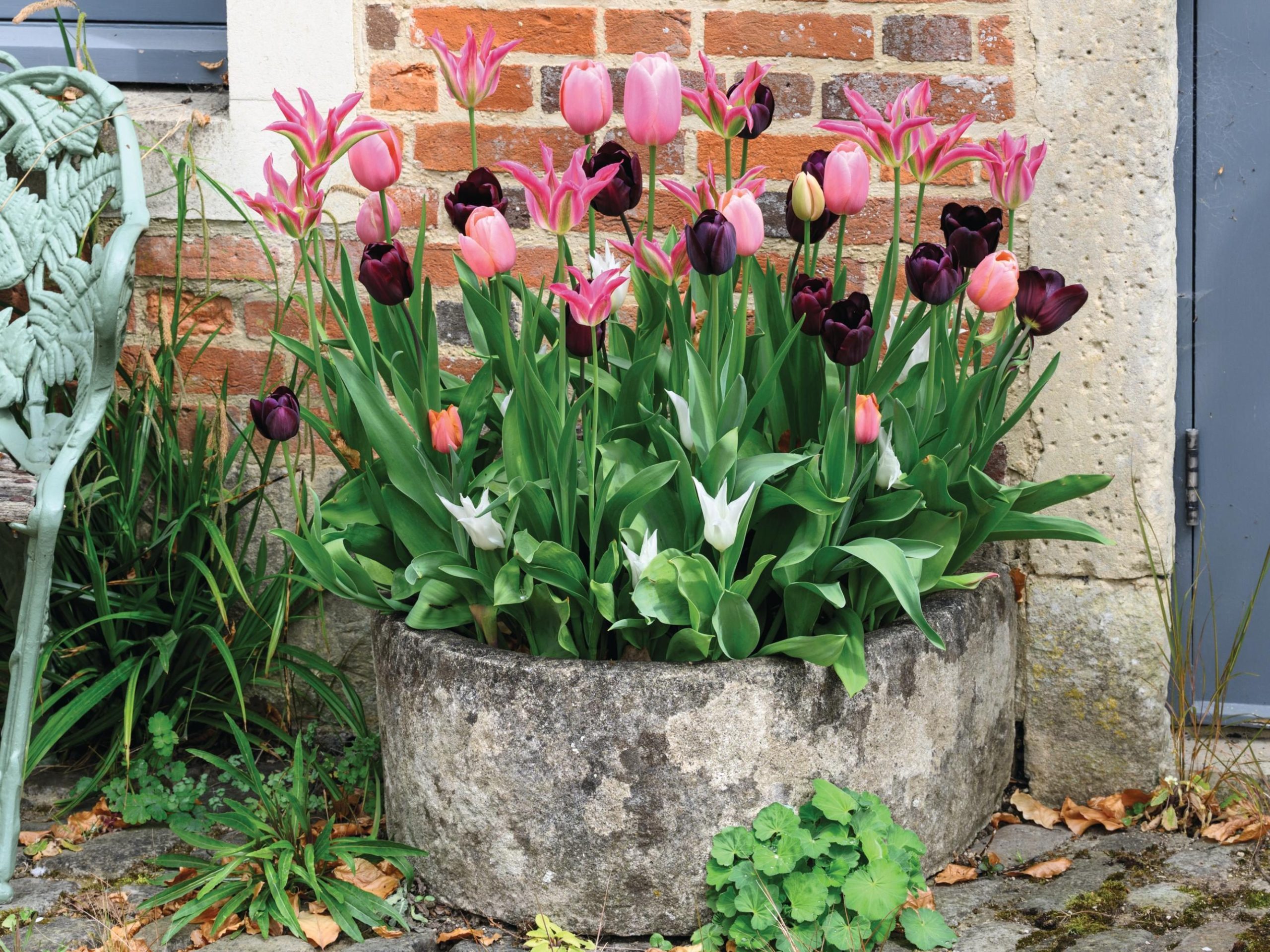 Plant pot