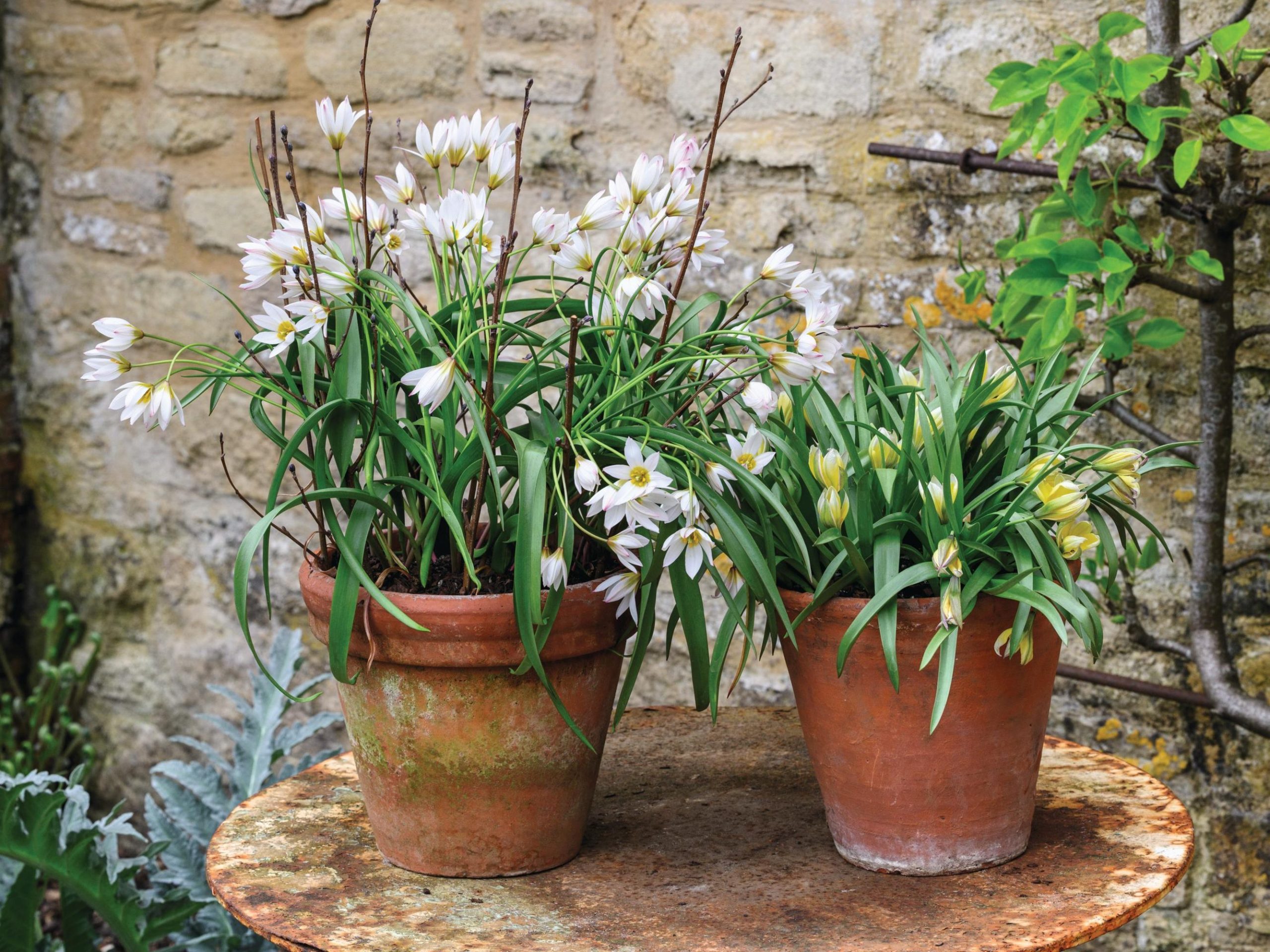 Plants in pots on table