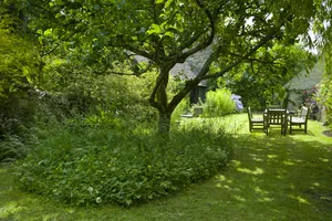 English Country Garden, The Cotswolds, UK A tree in a garden with a bench nearby