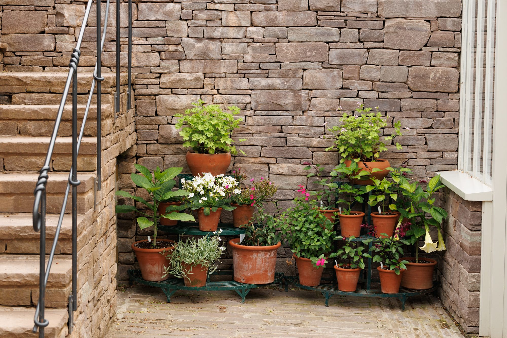 Containers in a courtyard garden