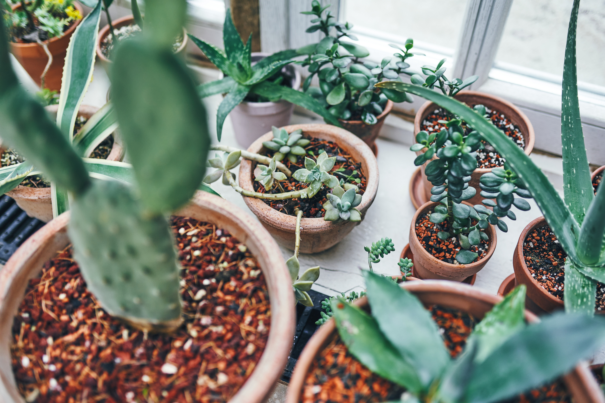 Assorted Potted Succulents on Windowsill
