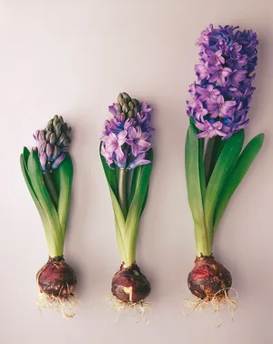 Hyacinth Hyacinthus, variety not identified.