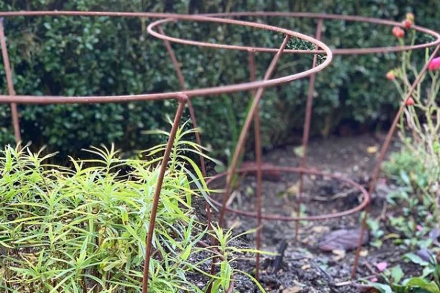 Fluted peony supports in a flowerbed