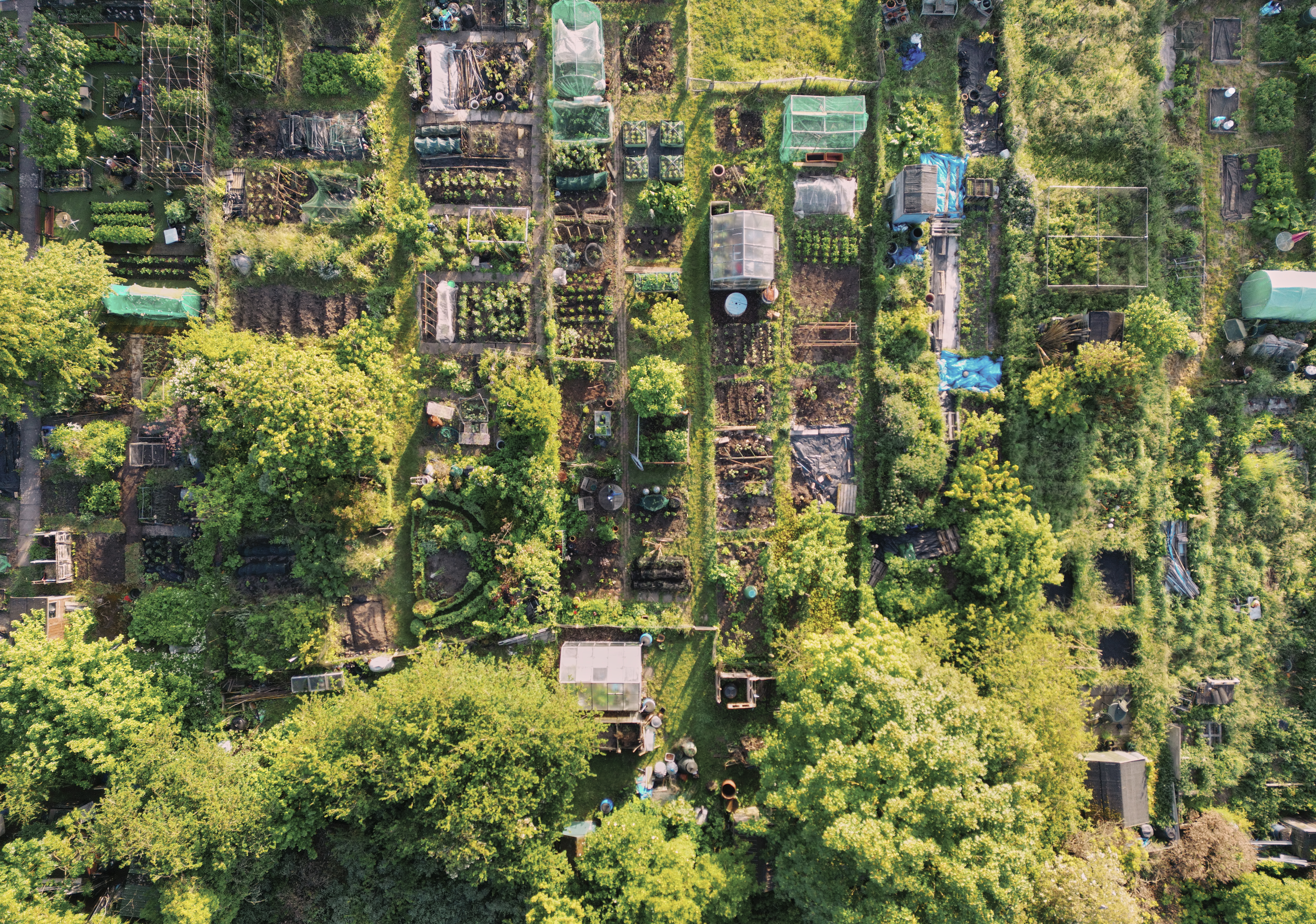 Saffron Walden, aerial view over community allotments 
