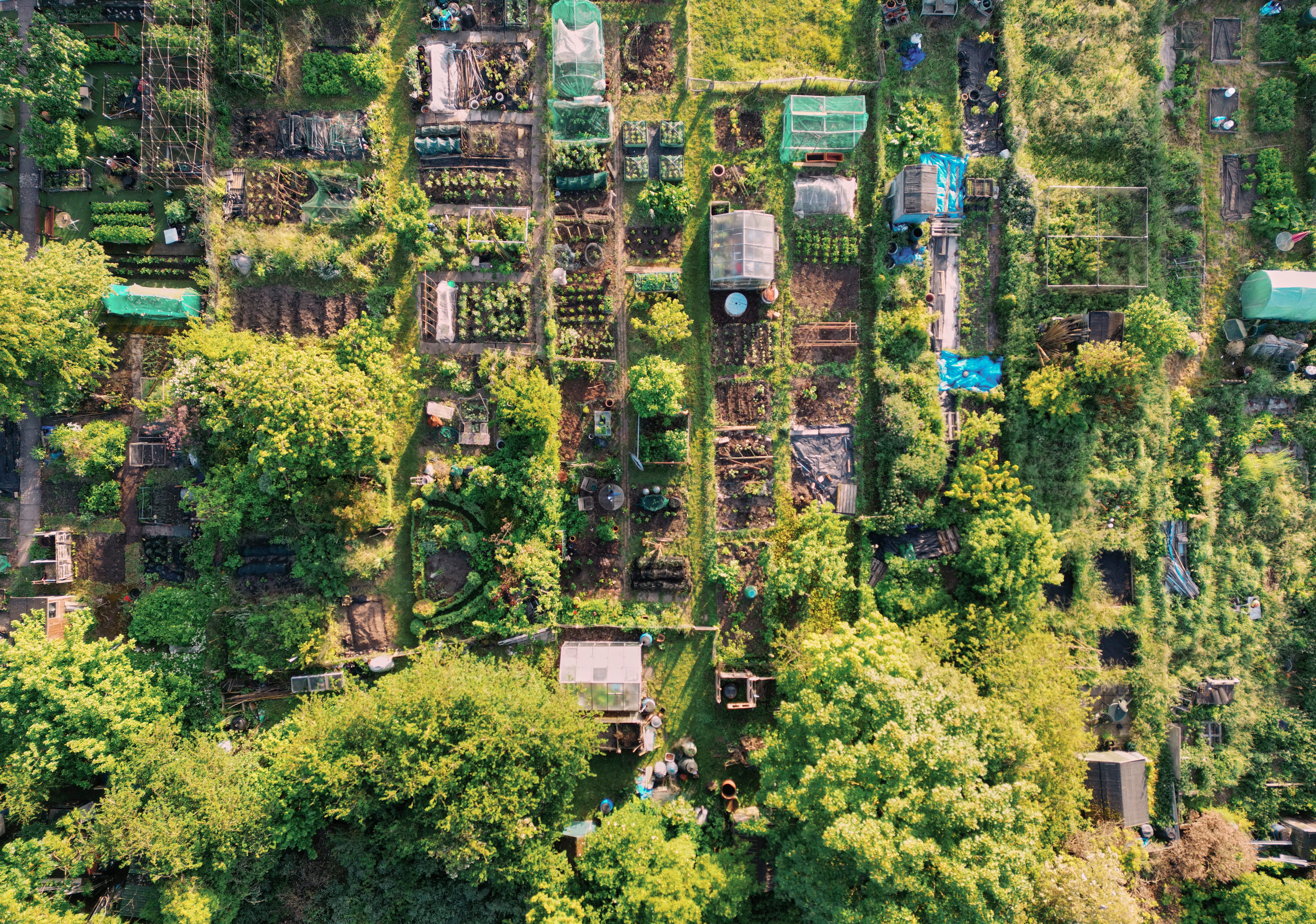Saffron Walden, aerial view over community allotments