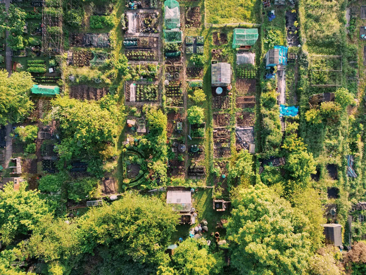 Saffron Walden, aerial view over community allotments Saffron Walden, aerial view over community allotments