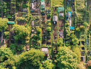 Saffron Walden, aerial view over community allotments Saffron Walden, aerial view over community allotments