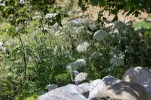 Blue Diamond Garden Centres: Where Grief Grows Quiet. Designed by Sophie Leo. Young Designer Garden. RHS Badminton Flower Show 2026. Site no. 253 Blue Diamond Garden Centres: Where Grief Grows Quiet. Designed by Sophie Leo. Young Designer Garden. RHS Badminton Flower Show 2026. Site no. 253