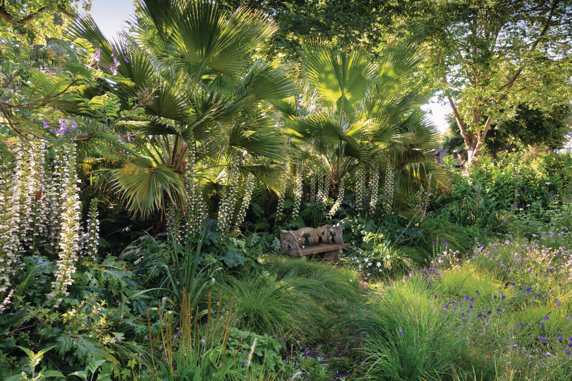 Californian garden
