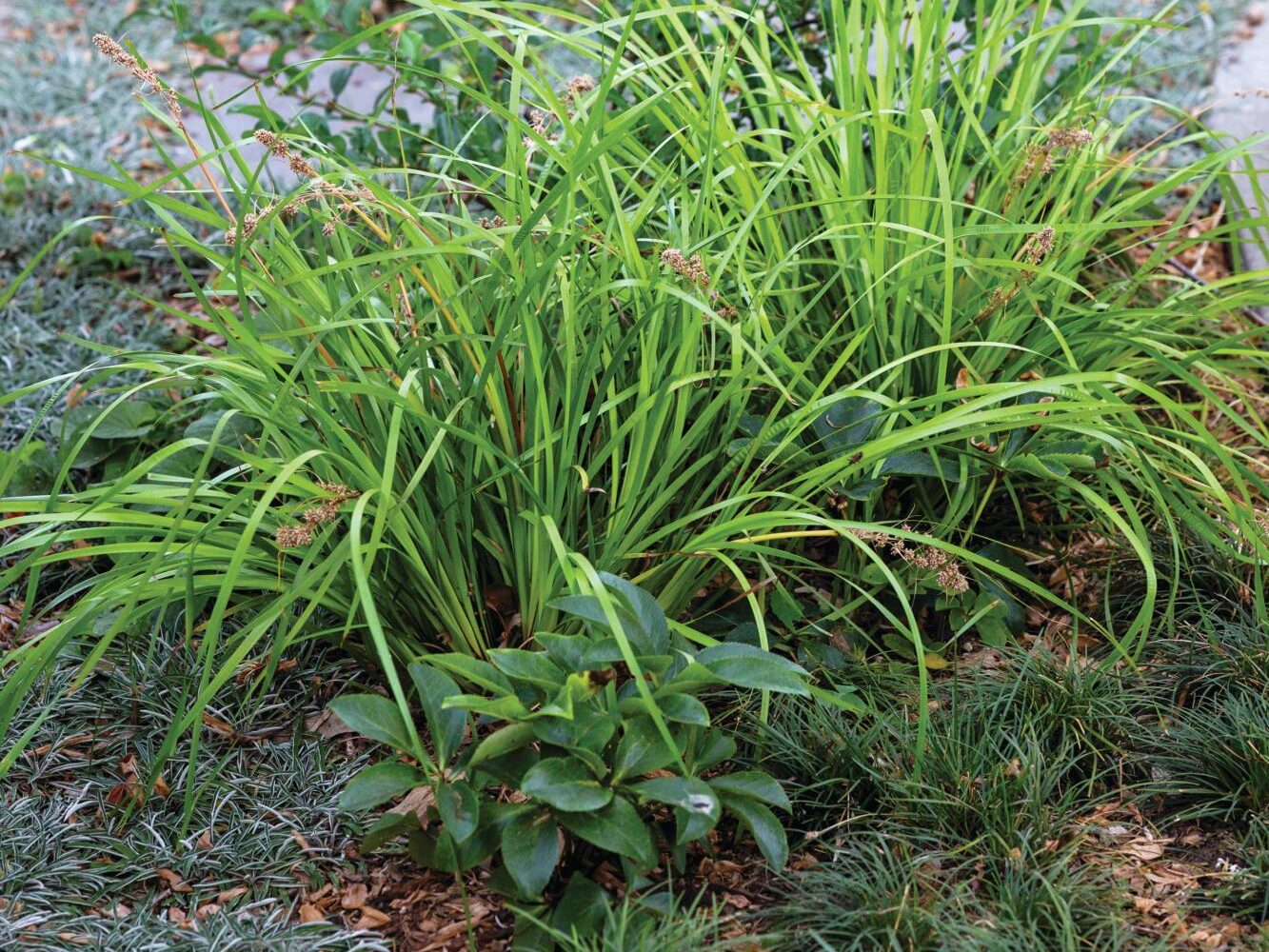 Californian garden